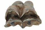Pleistocene Fossil Steppe Bison Tooth - Siberia #231025-2